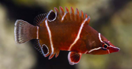 Wetmorella Albofasciata
