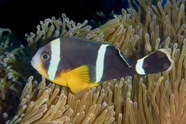 Amphiprion Chrysogaster