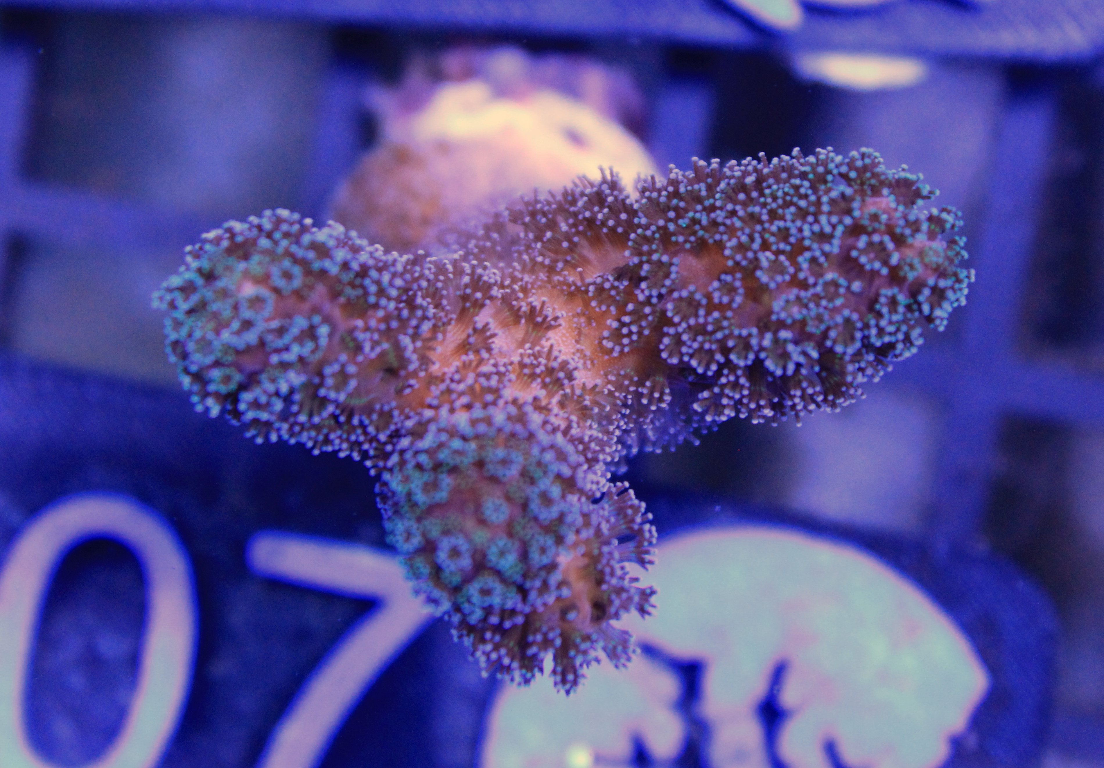 007 Stylophora (sennas koralen eigen kweek )