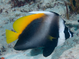 Heniochus Singularius