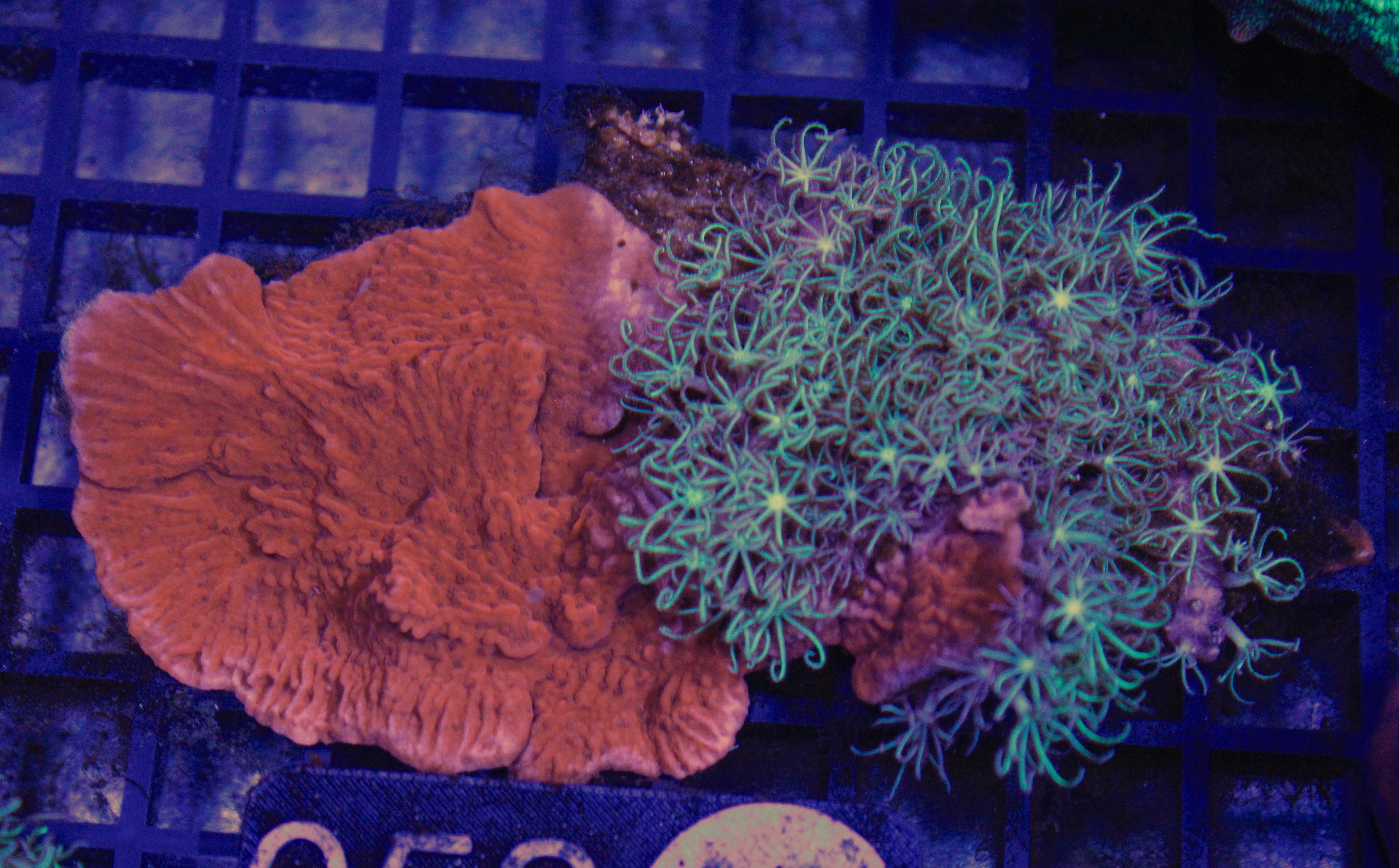 052 montipora met sterpoliep ( sennas koralen kweek )