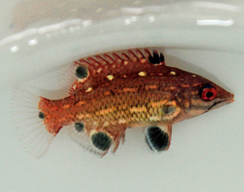 Bodianus Diana (JUV S )