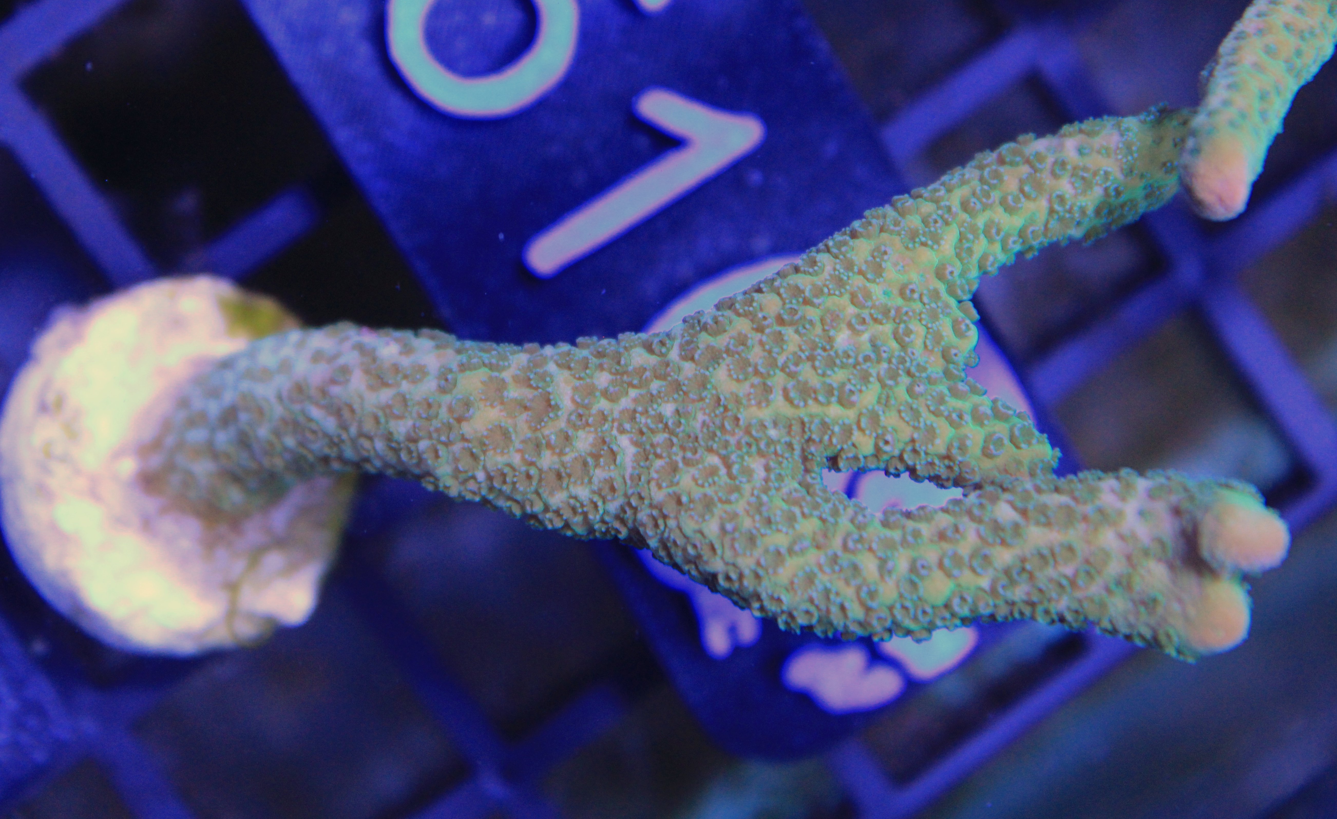 084 montipora digitata green