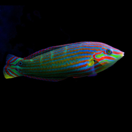 Halichoeres Melanurus