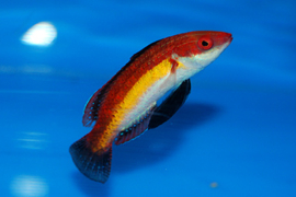 Cirrhilabrus Naokoae MALE
