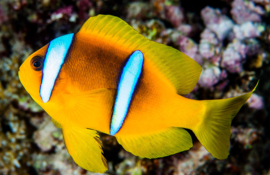 Amphiprion bicinctus
