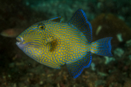 Pseudobalistes Fuscus (JUV)