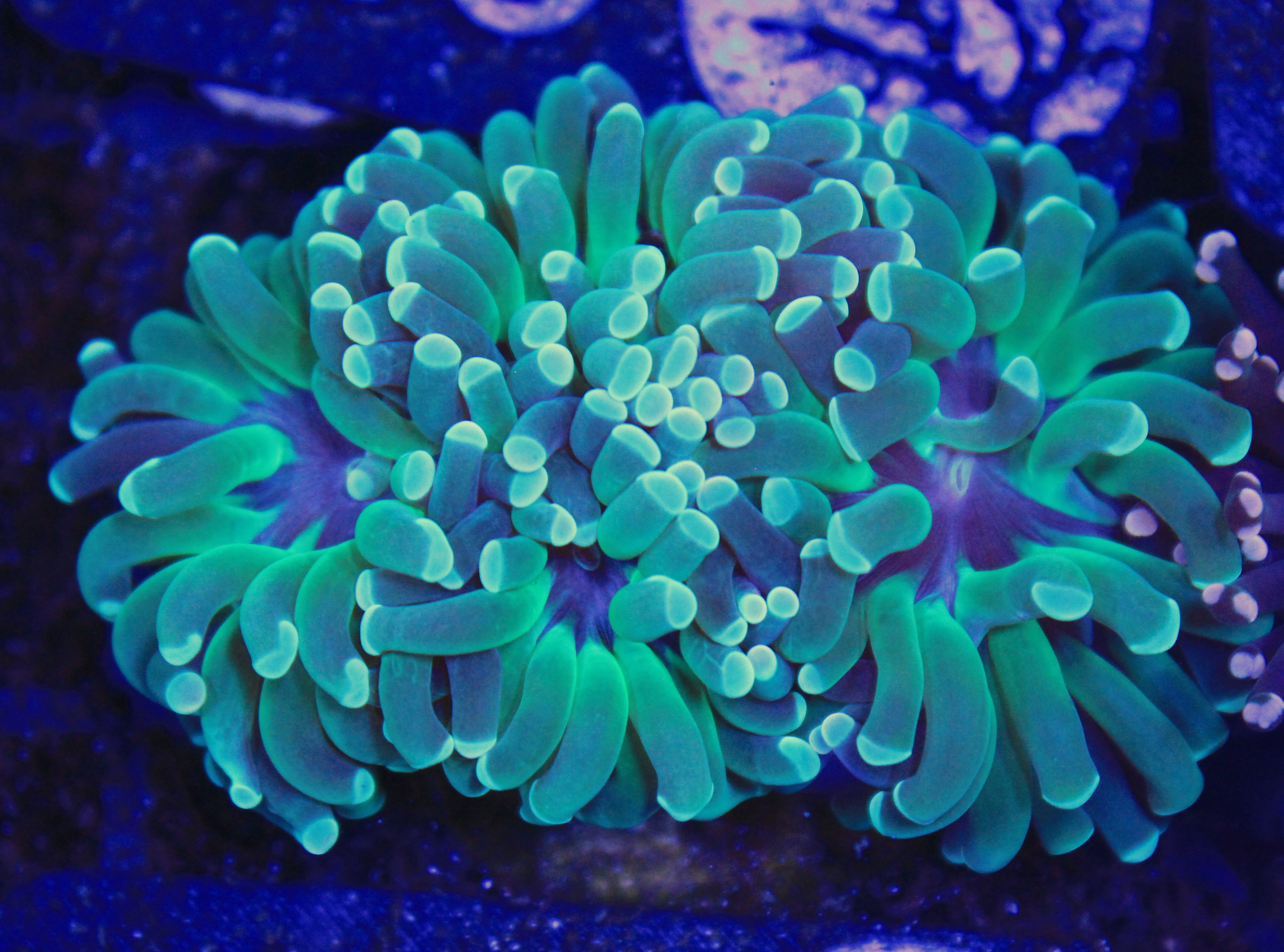167 euphyllia groen 3 koppen