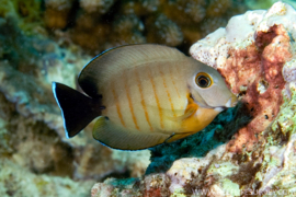Acanthurus Tristis (Juv) (S)