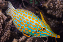 Oxymonacanthus Longirostris