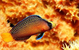 Pseudochromis Splendens