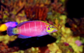 Pseudocheilinus Ocellatus