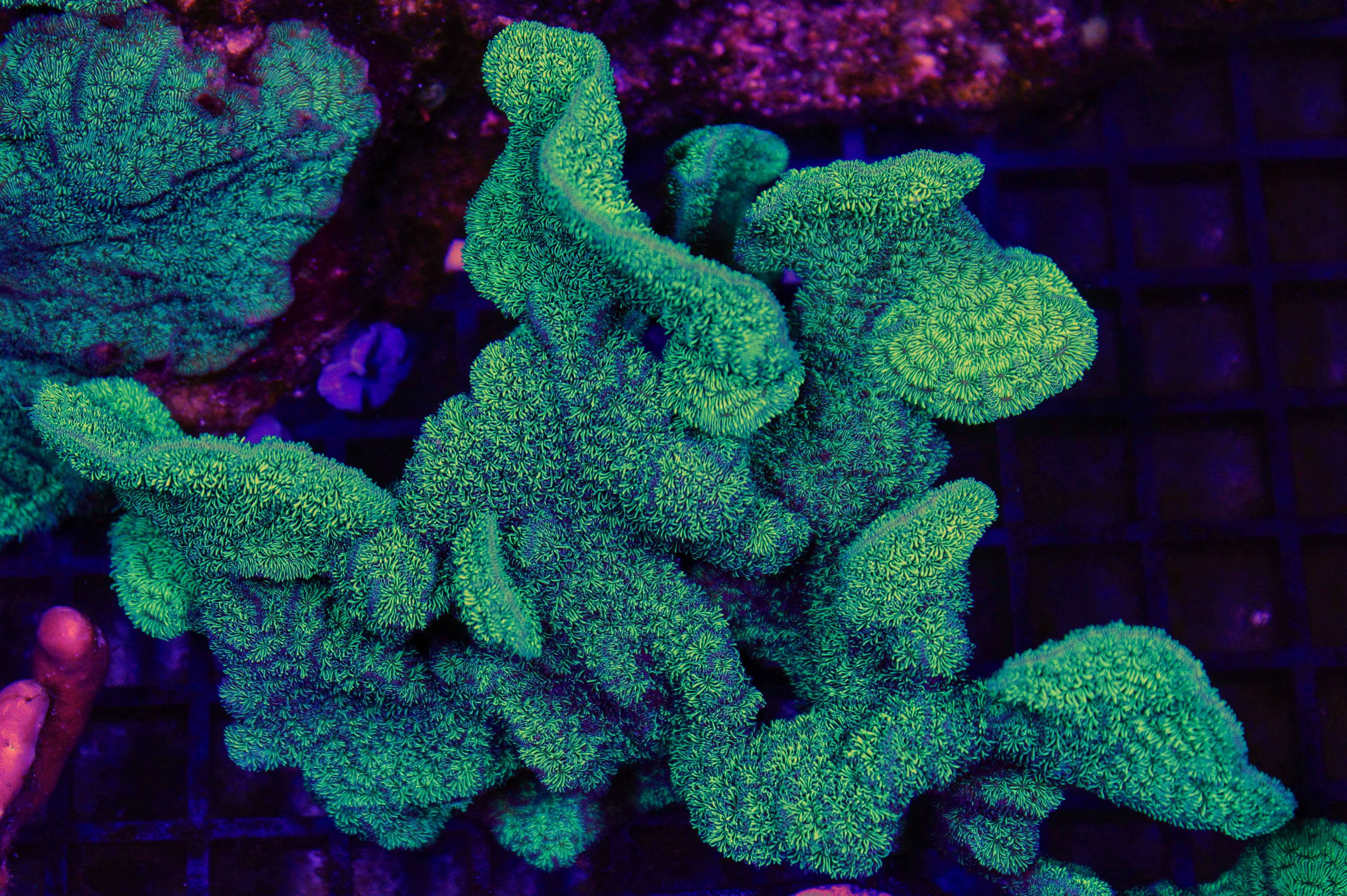 026 pavona cactus XL ( sennas koralen kweek )