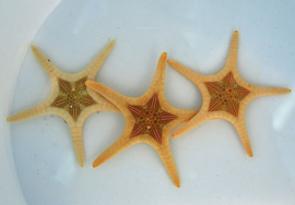 Iconaster Longimanus