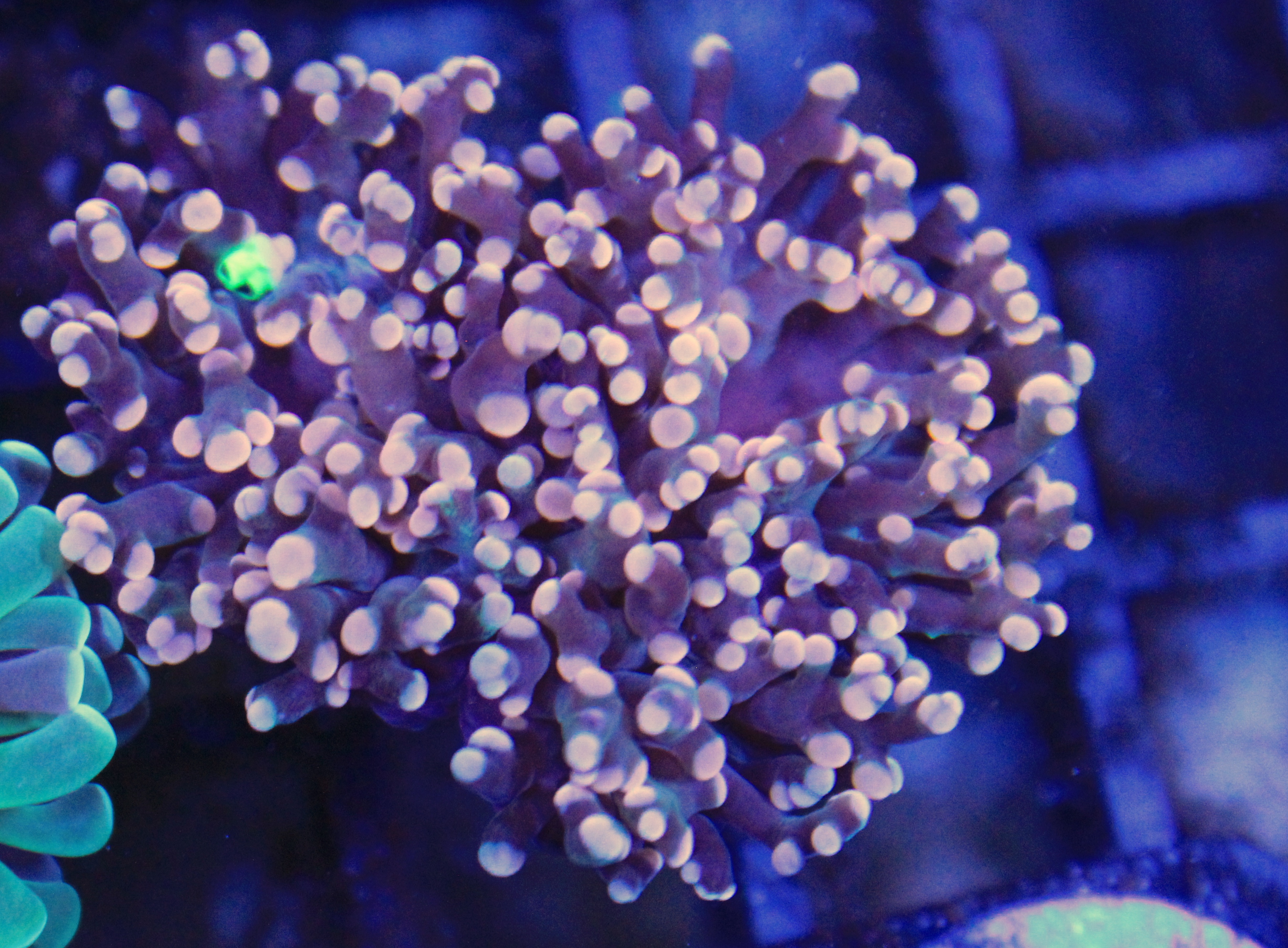 81 euphyllia Frogspawn 2 koppen