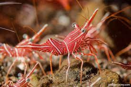 Rhynchocinetes Durbanensis