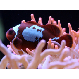 Amphiprion Biaculeatus Lightning Maroon