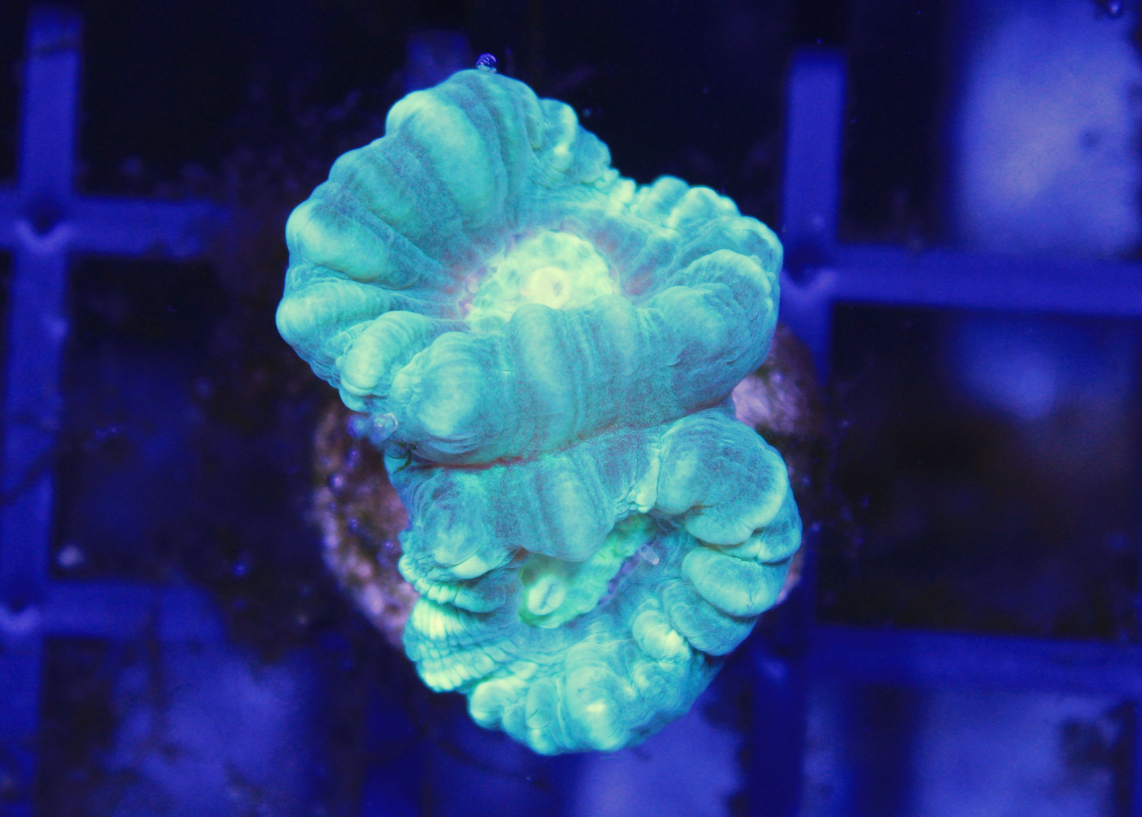094 caulastrea