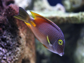 Ctenochaetus Truncatus