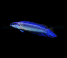 Pseudochromis indigo (dejongi)