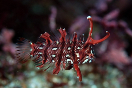 Novaculichthys Taeniourus (JUV)