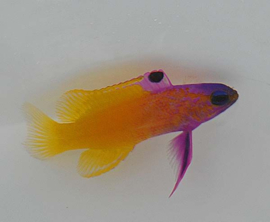 Gramma dejongi