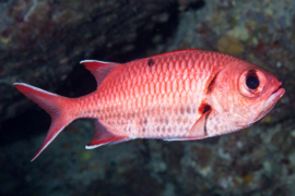 Myripristis Murdjan