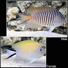 Genicanthus Melanospilos Female