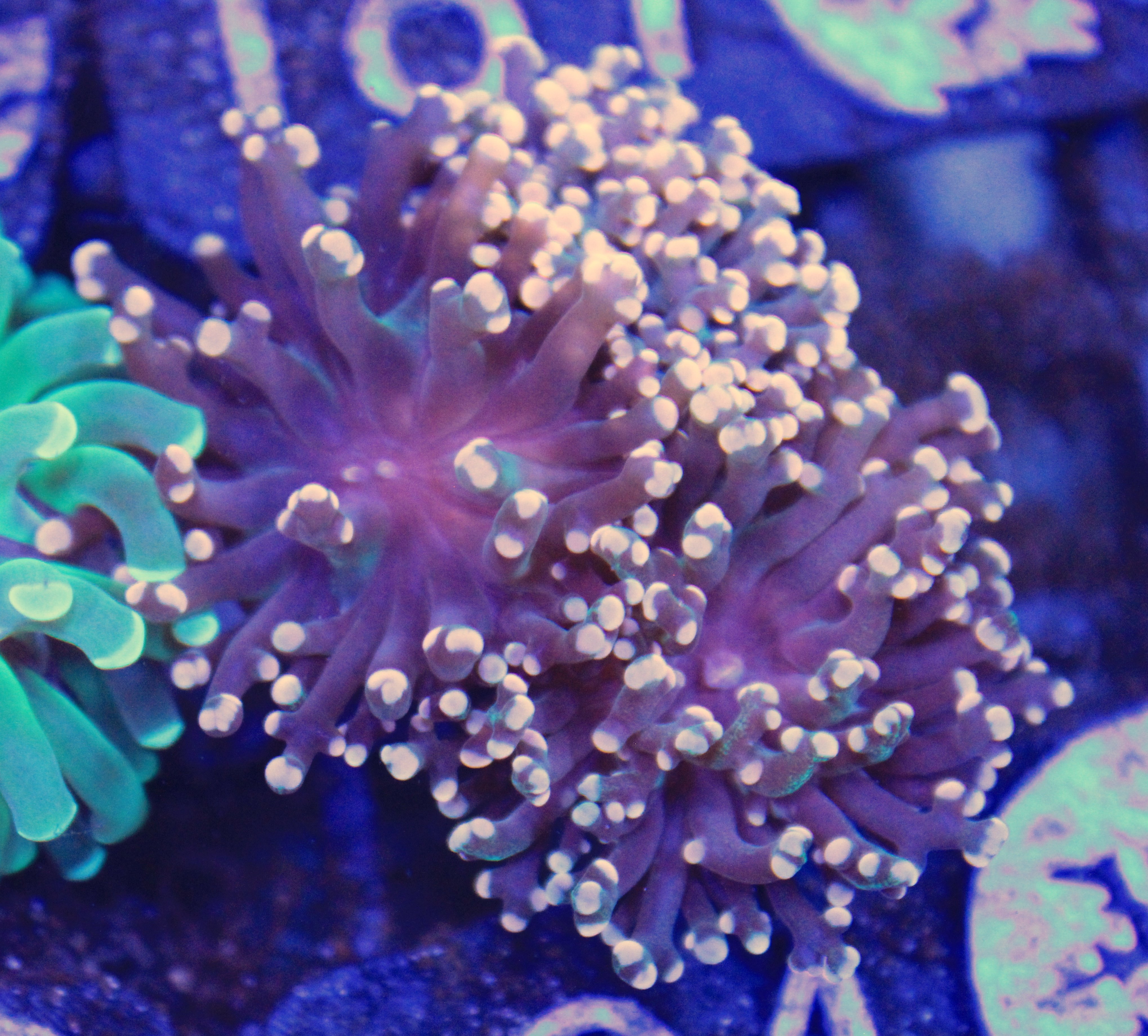 194 euphyllia Frogspawn 2 koppen