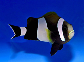 Amphiprion (saddleback blue lip)