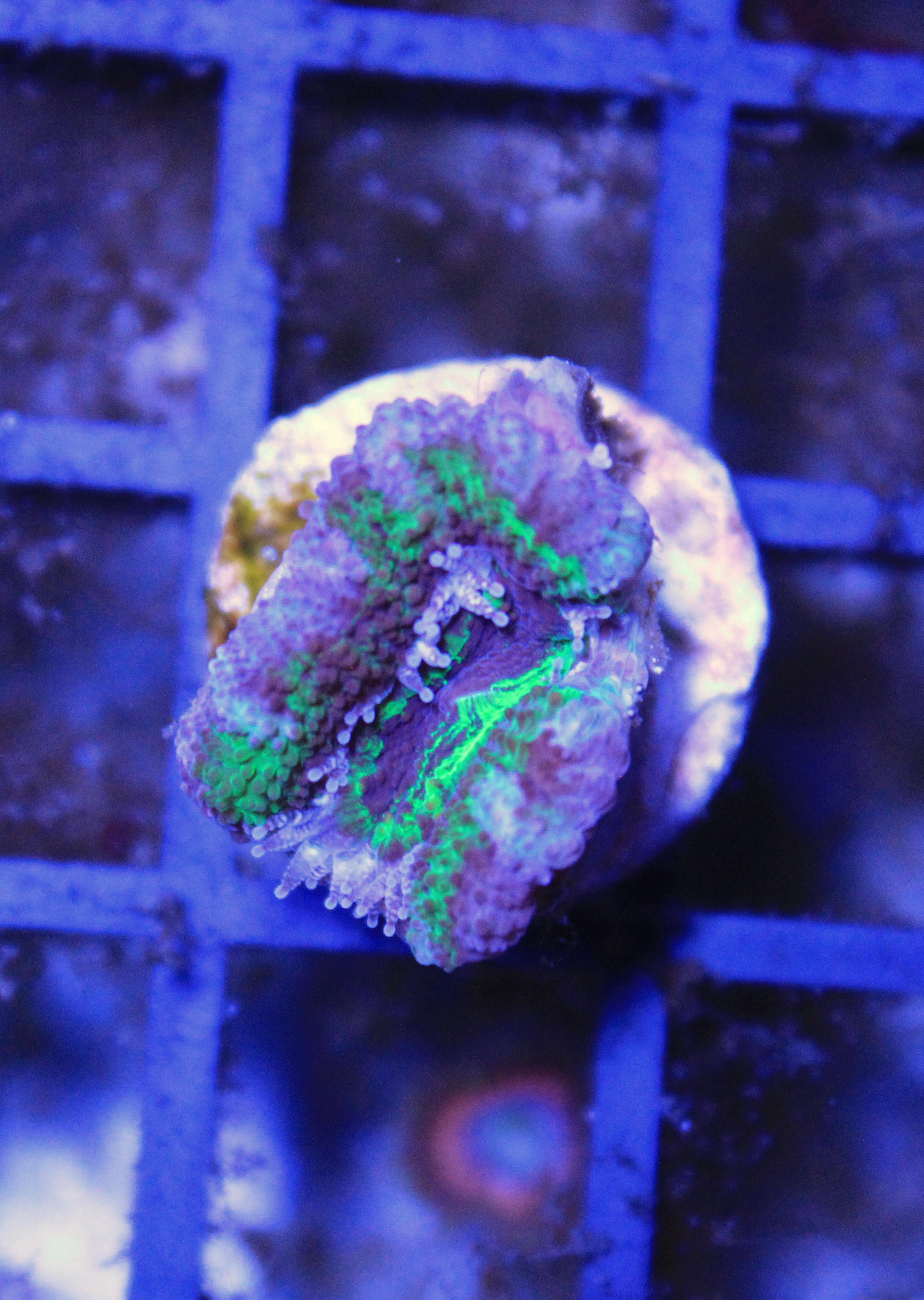 044 Acanthastrea
