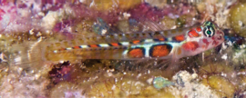 Tigrigobius dilepis