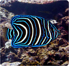 Pomacanthus Semicirculatus