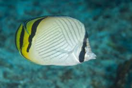 Chaetodon Vagabundus (M)