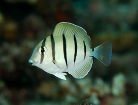 Acanthurus Triostegus