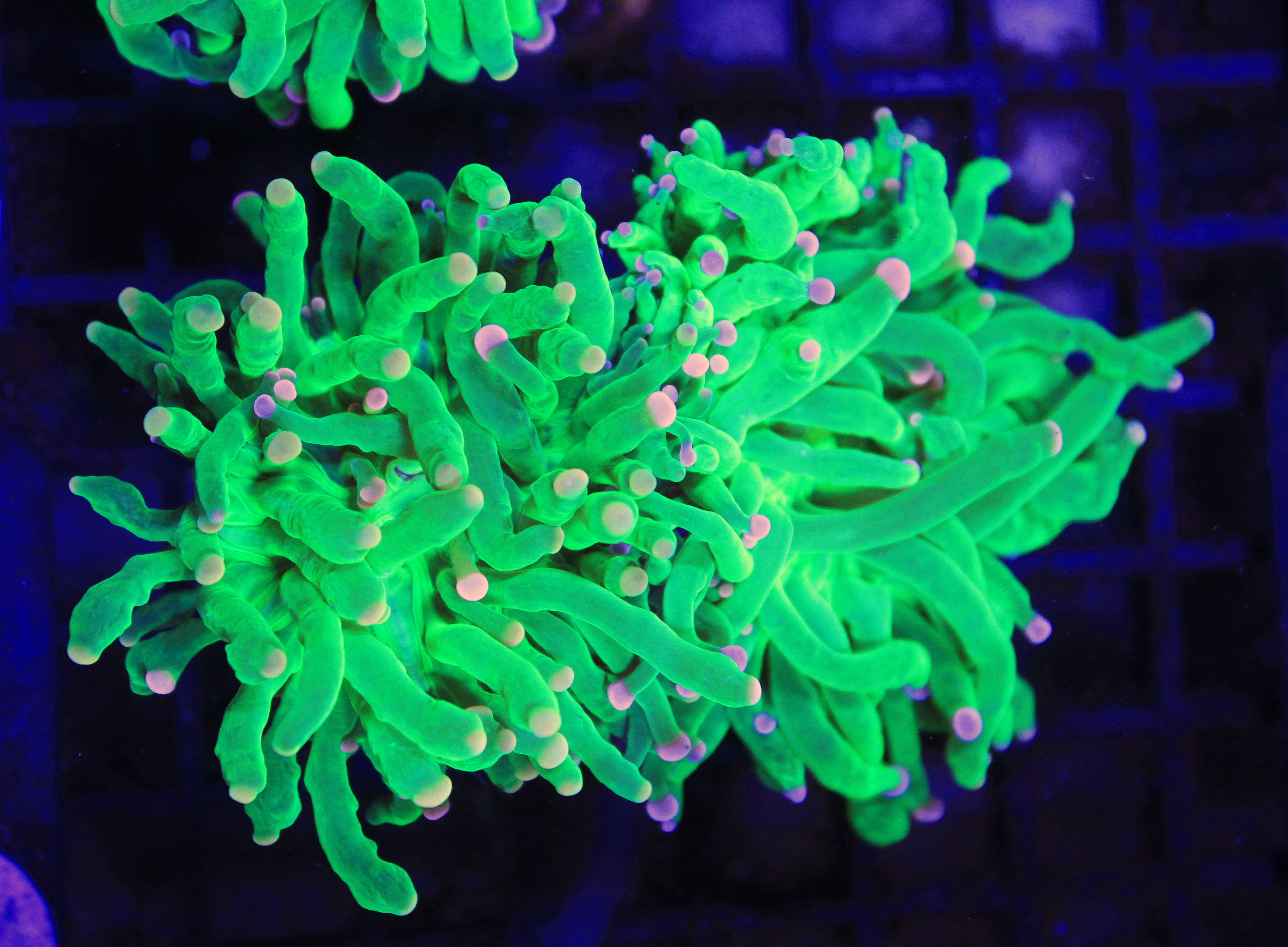 122 Euphyllia Glabrescens Cotton Candy