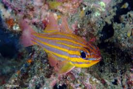 Ostorhinchus cyanosoma