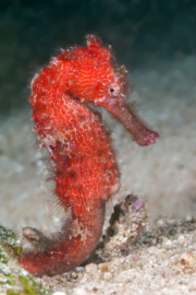 Hippocampus Kuda Orange/Red