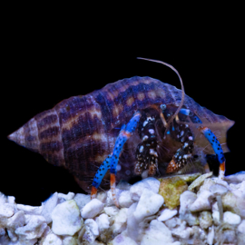 Clibanarius Tricolor - Dwarf Blue Leg Hermit
