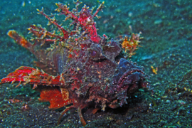 Inimicus Didactylus