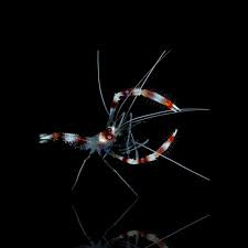 Stenopus Hispidus