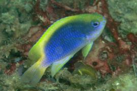 Chrysiptera flavipinnis