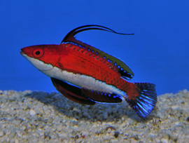 Cirrhilabrus Rubeus Male