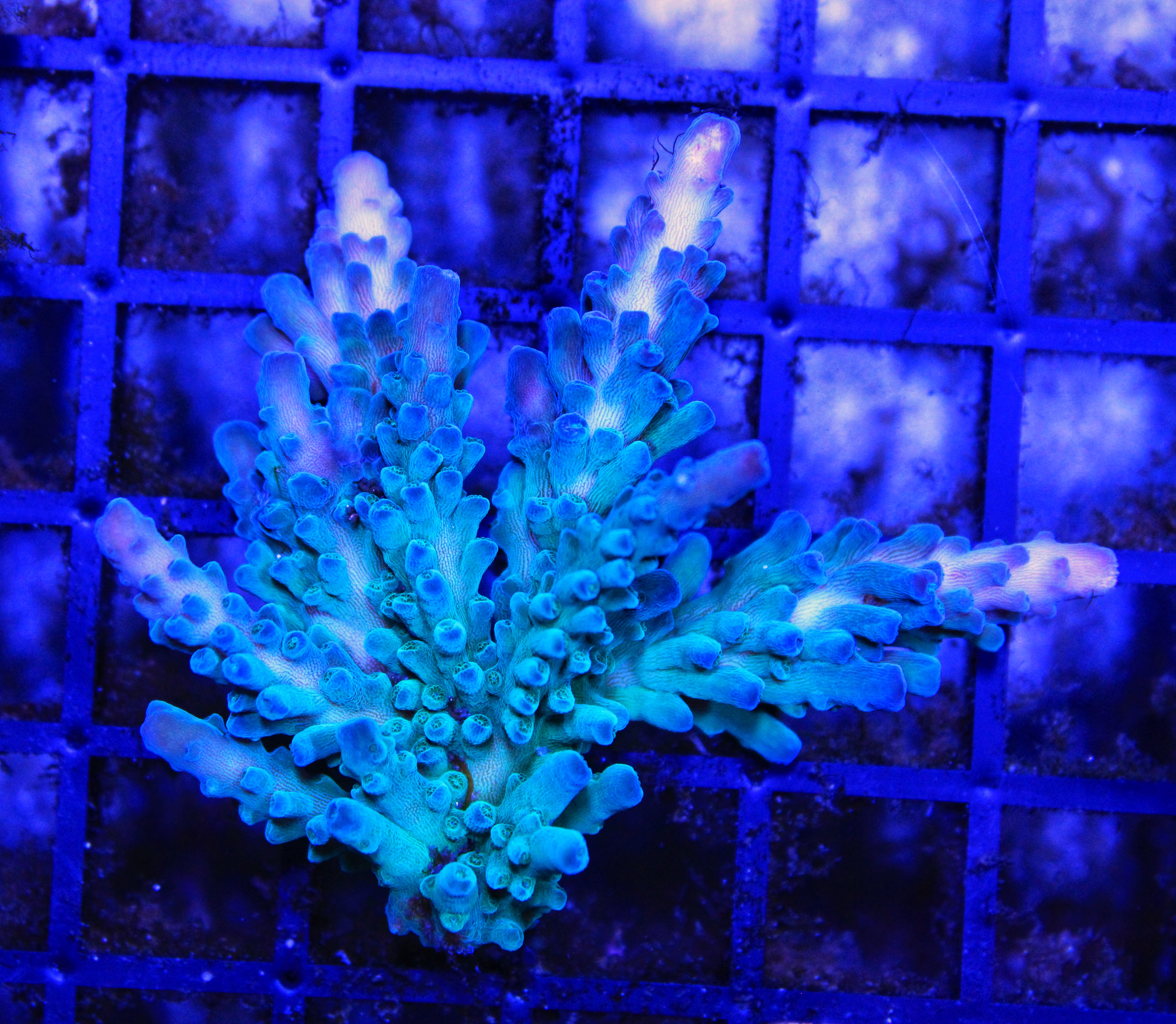 192 Acropora