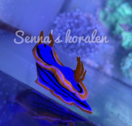 Chromodoris Annae
