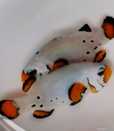 Amphiprion Ocellaris Frostbite