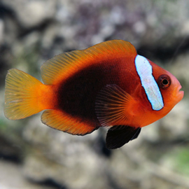 Amphiprion melanopus