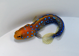 Opistognathus Rosenblatti