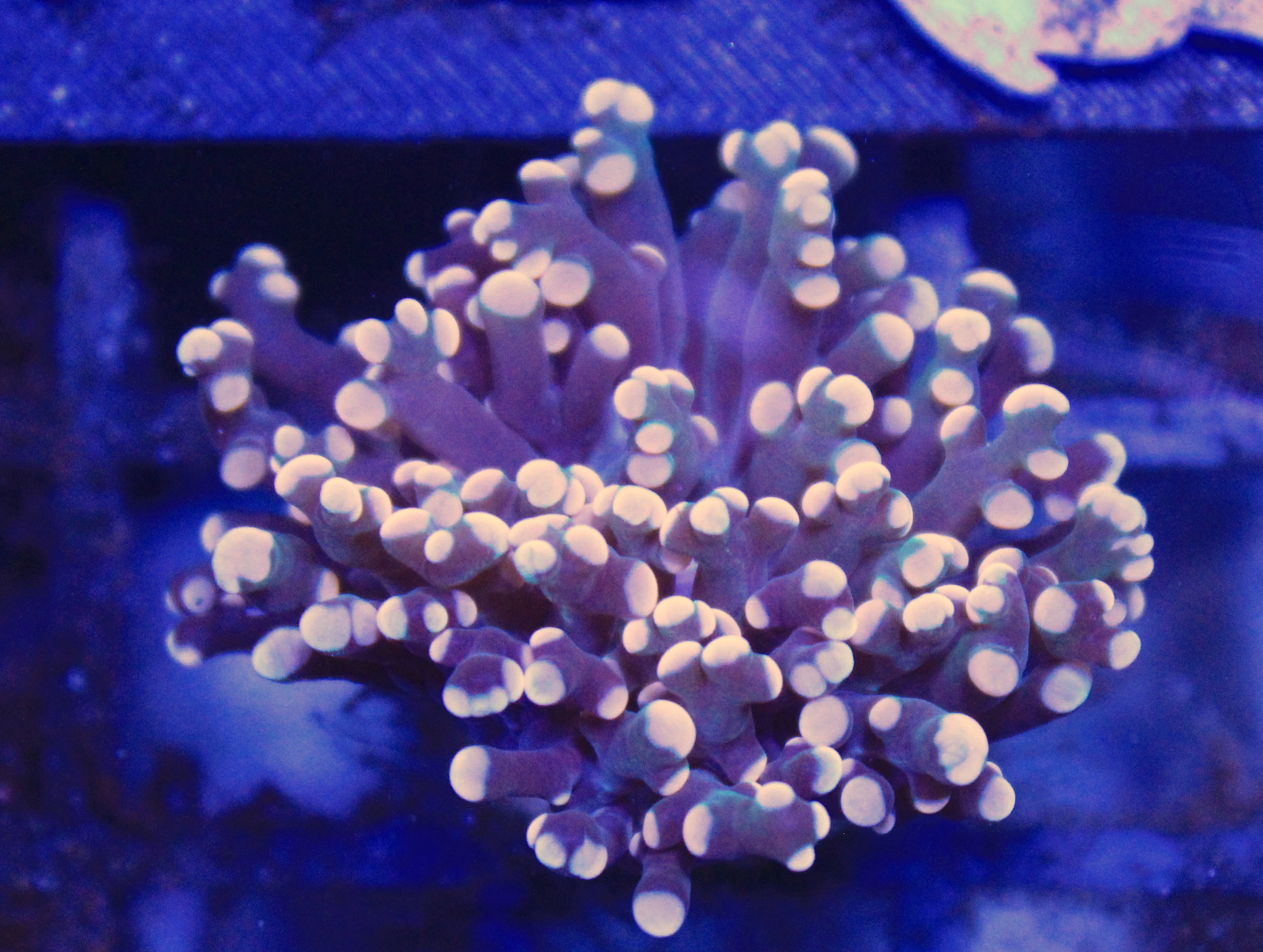 131 euphyllia Frogspawn 1 kop