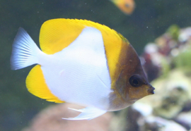 Hemitaurichthys Polylepis